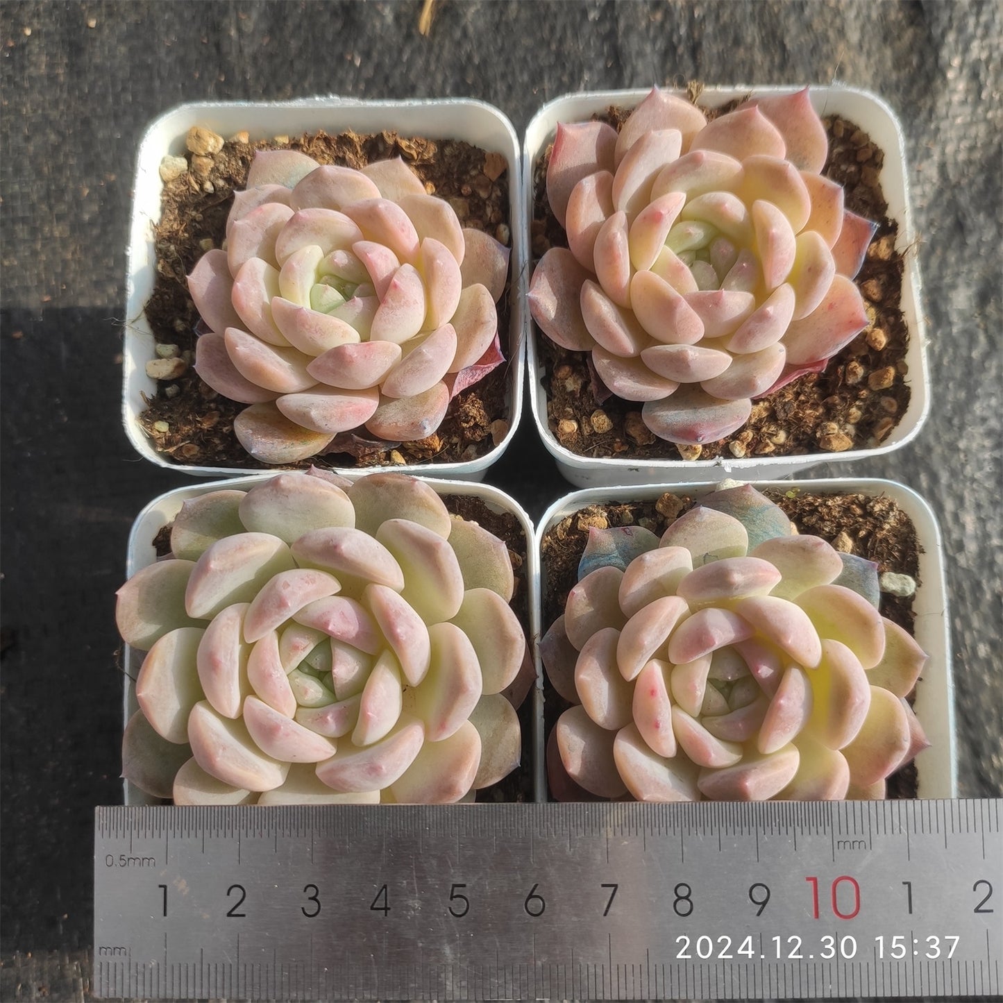 XQ411 グルー キャンディー (7cm pot)