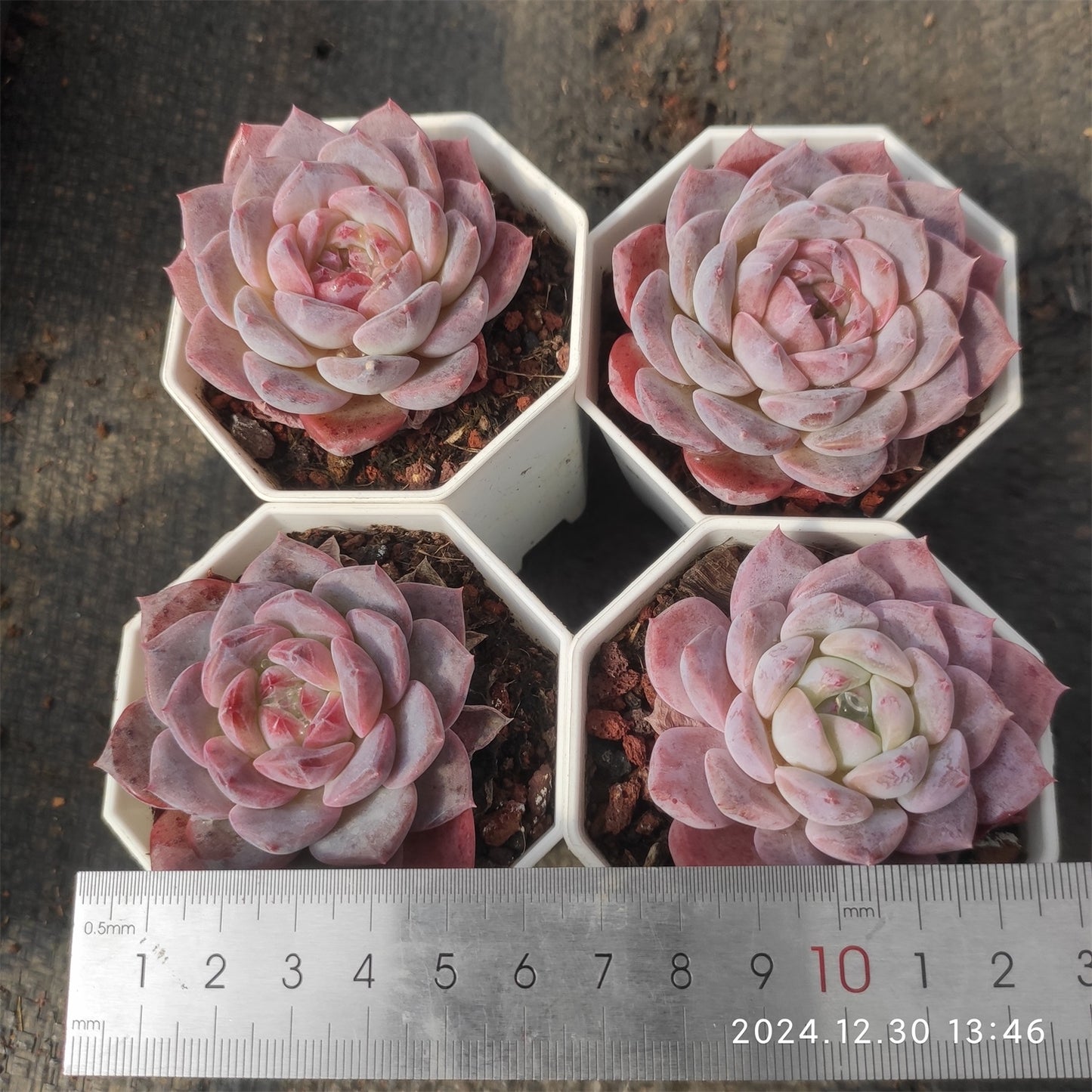 XQ413 レッド シュガー (7cm pot)