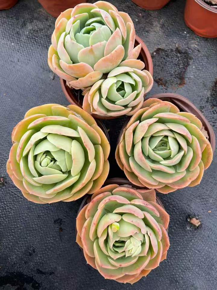 263821 ピーチヘイブン