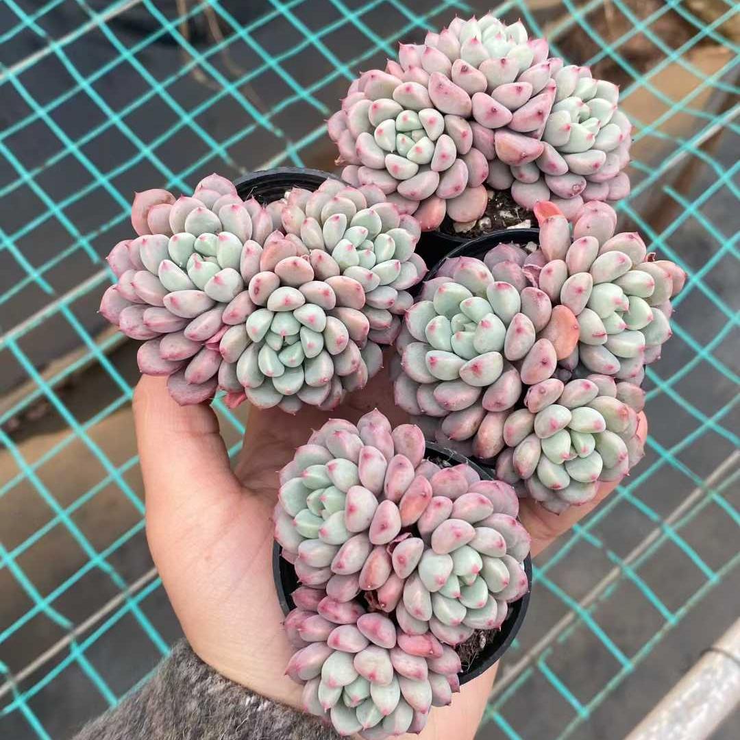 360012 スノーピーチ