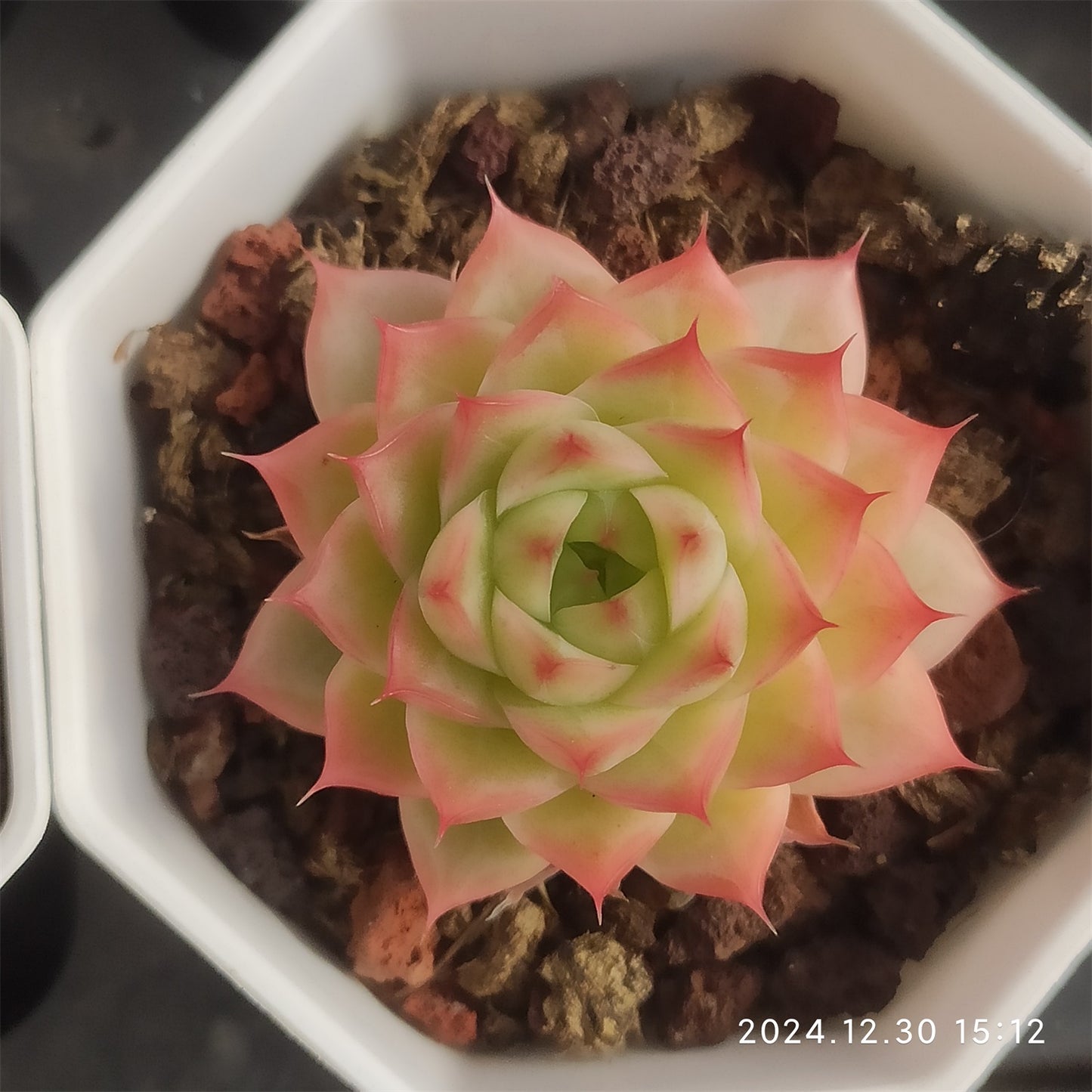 XQ454 ロイアルティー タワー (7cm pot)