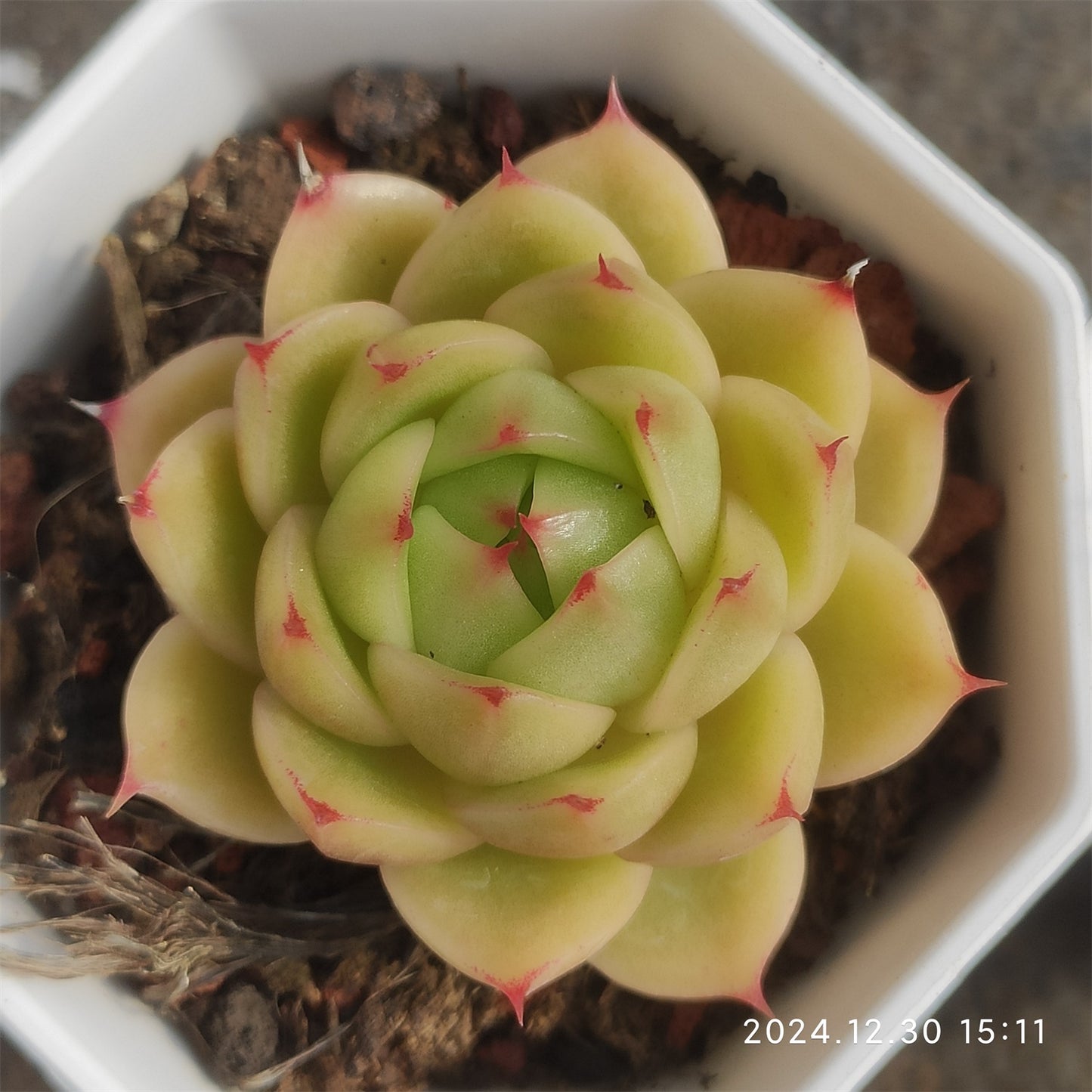 XQ455 スキャラブ (7cm pot)