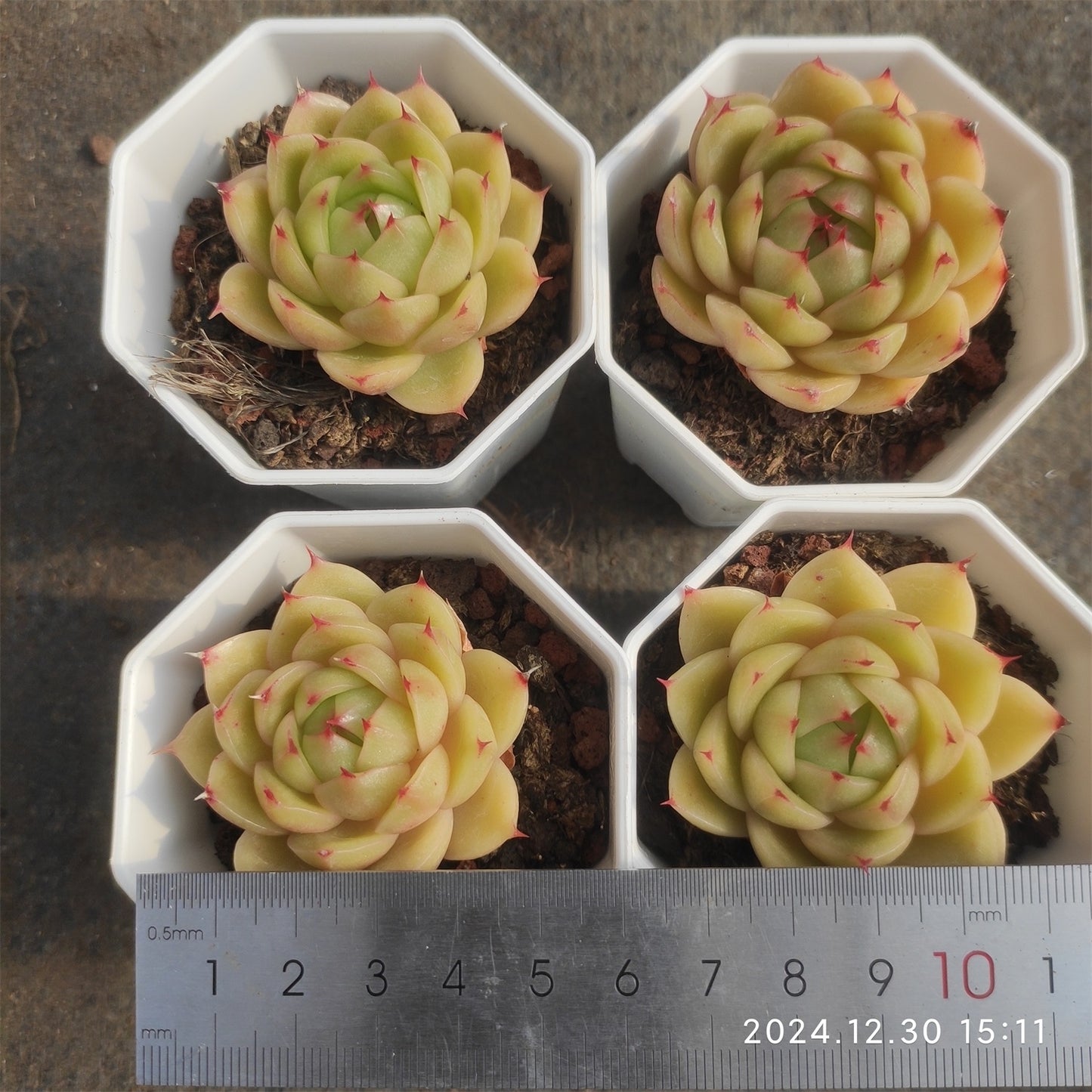 XQ455 スキャラブ (7cm pot)