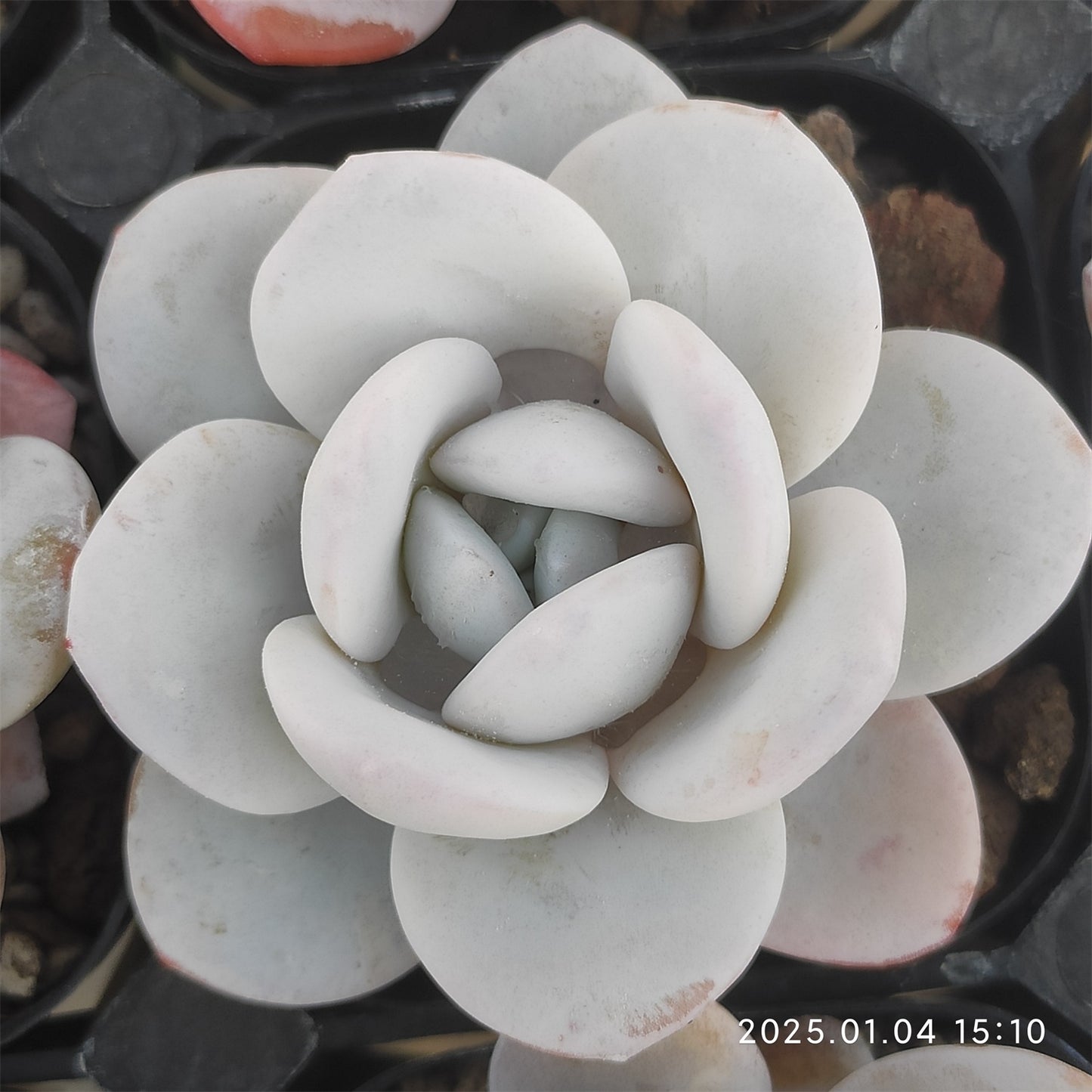 MMY651 ラウイ (6.3cm pot)