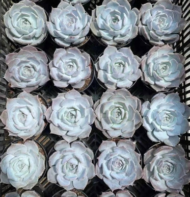 BL1052 スノー ビューティー (11cm pot)