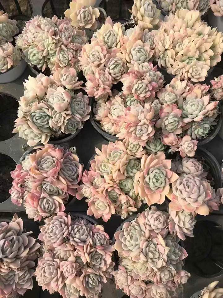 T26486 レインボープラム