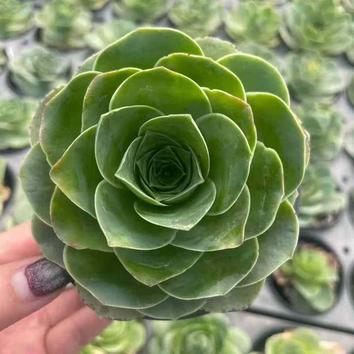 26524 アエオニウム グリノービア