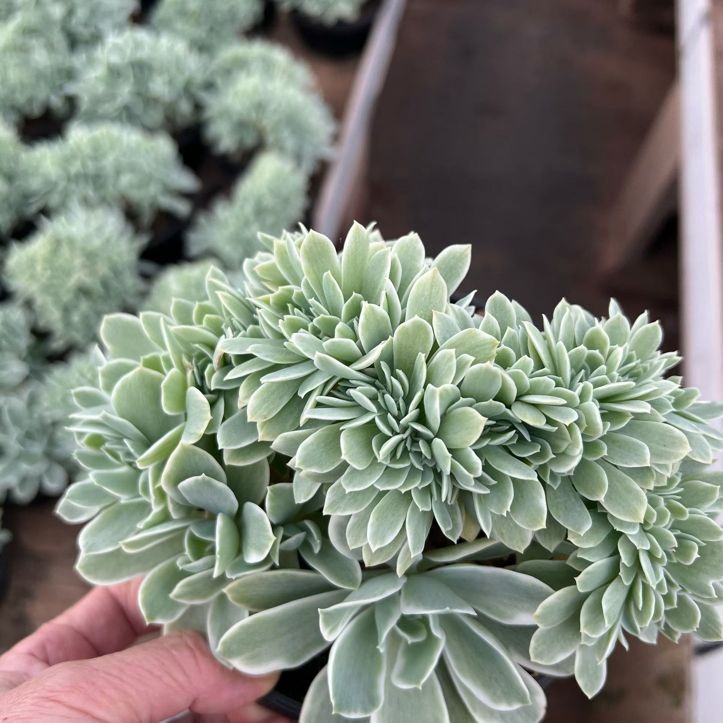 22330 レモン ローズ錦綴化