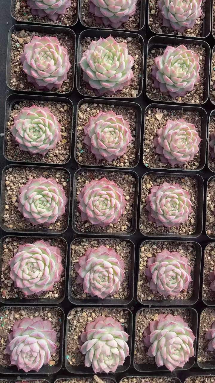 T26406 ラベンダーフェアリー