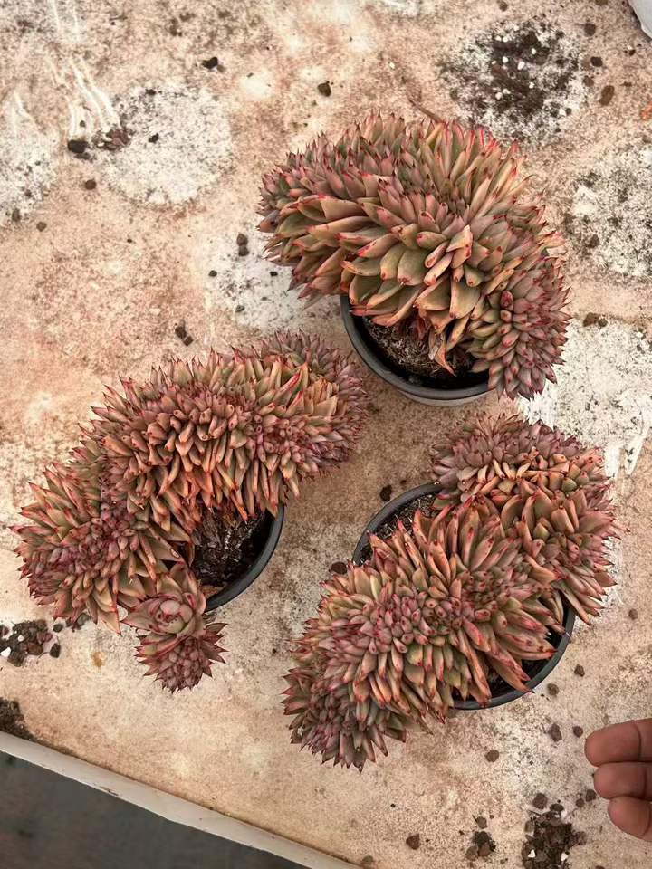 T26428 リップスティック錦綴化