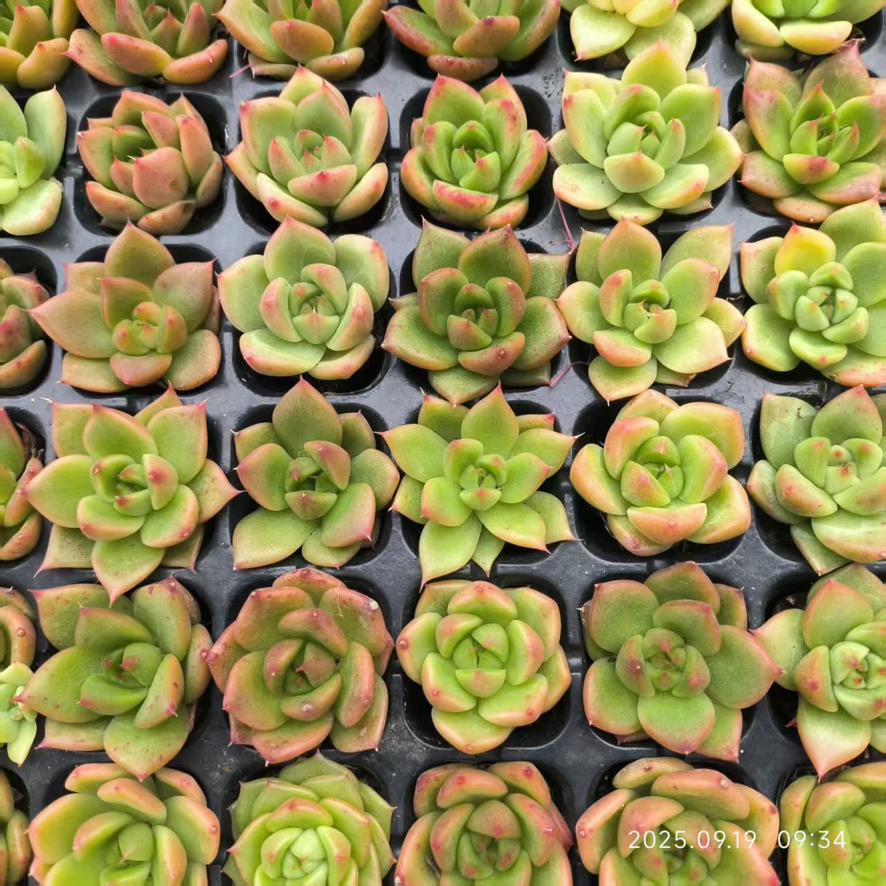 XS1046 ブルードラゴン x ソギョン(3cm pot)