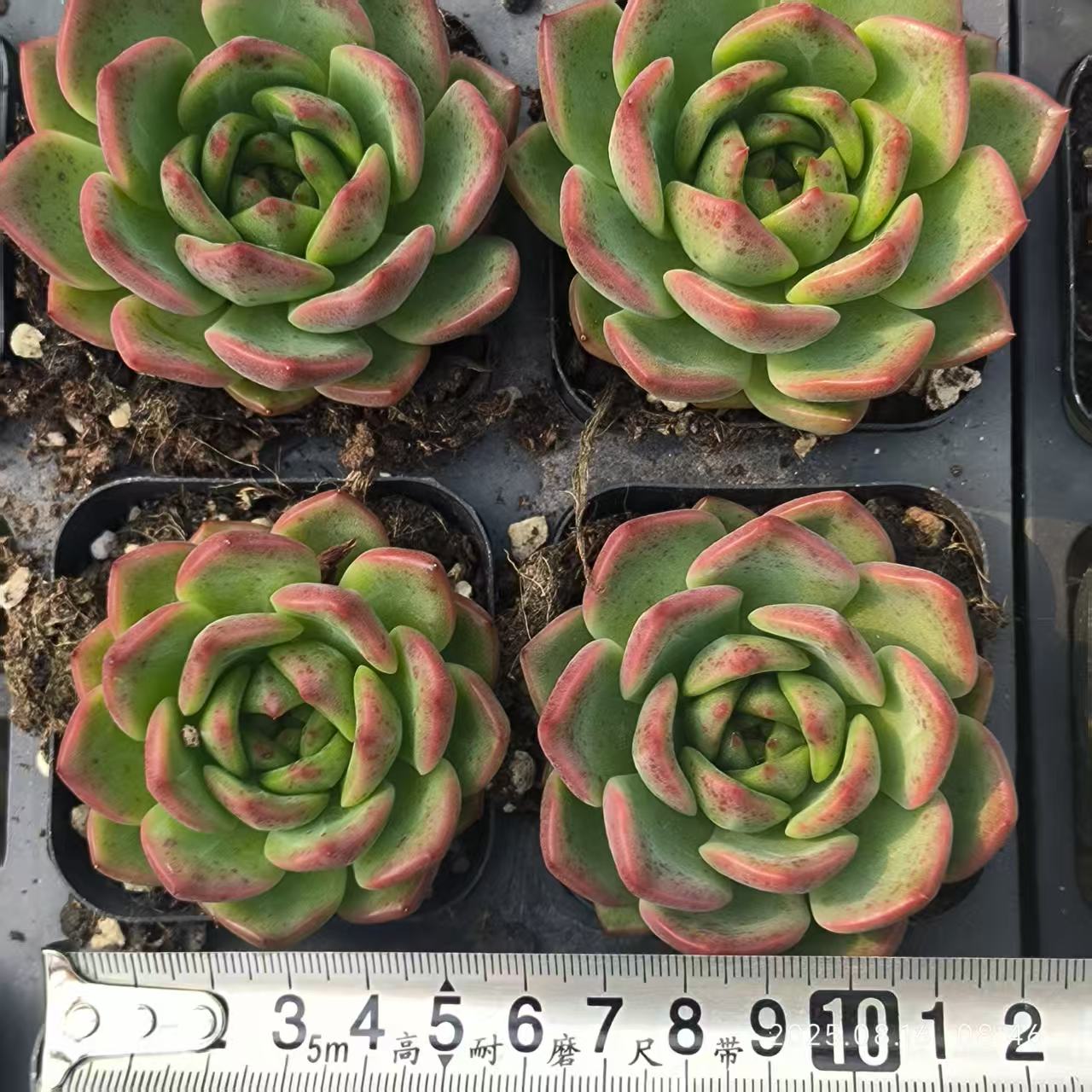 LG739 ロンリーダック(6.5cm pot)