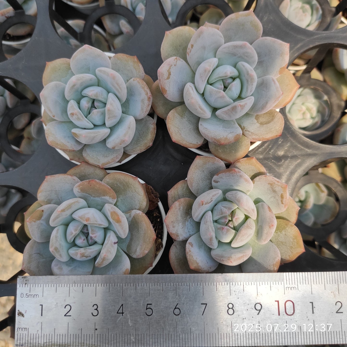 ZZA234 オレンジモンロー(5.5cm pot)