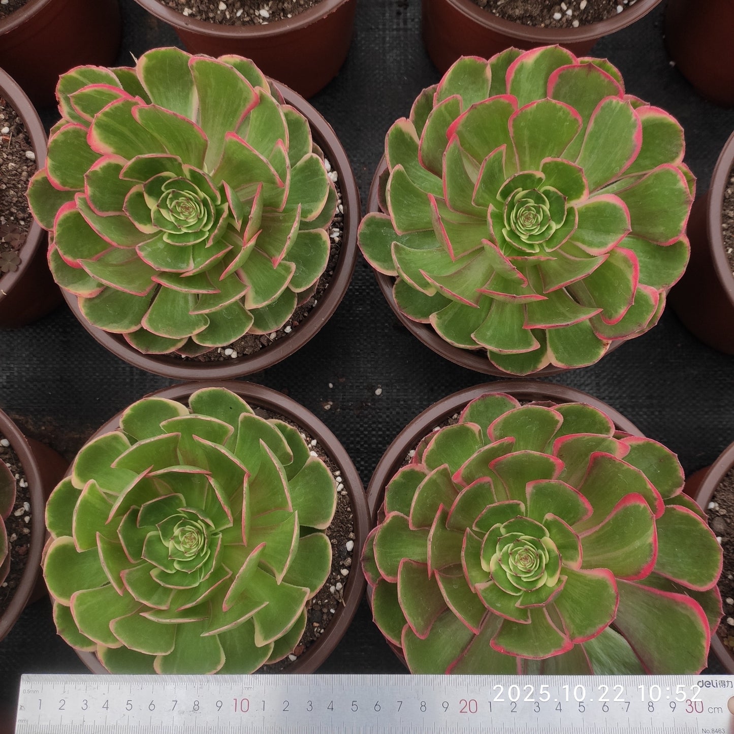 THH084 バンクェット(18cm pot)