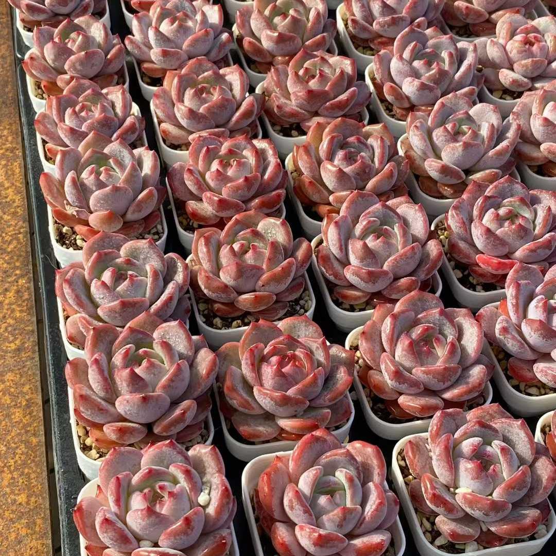 21896 オレンジモンロー Hyb