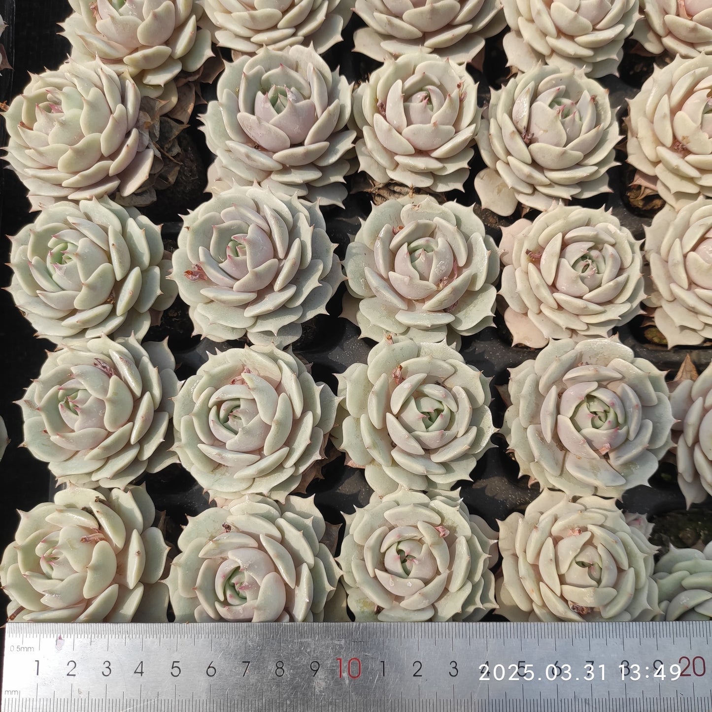 DWZ144 ローラ(7cm pot)