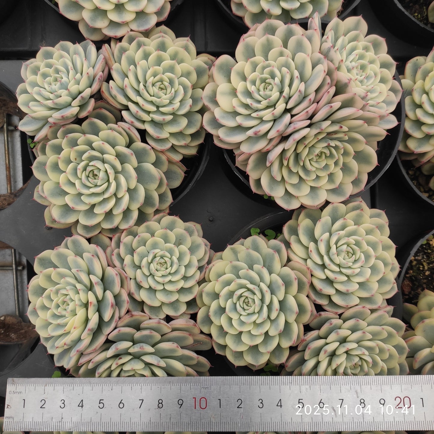 22259 ワイト ミニマー錦(11cm pot)