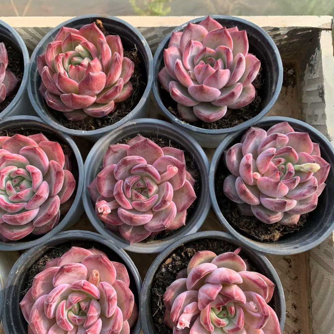 24109 デアデビル