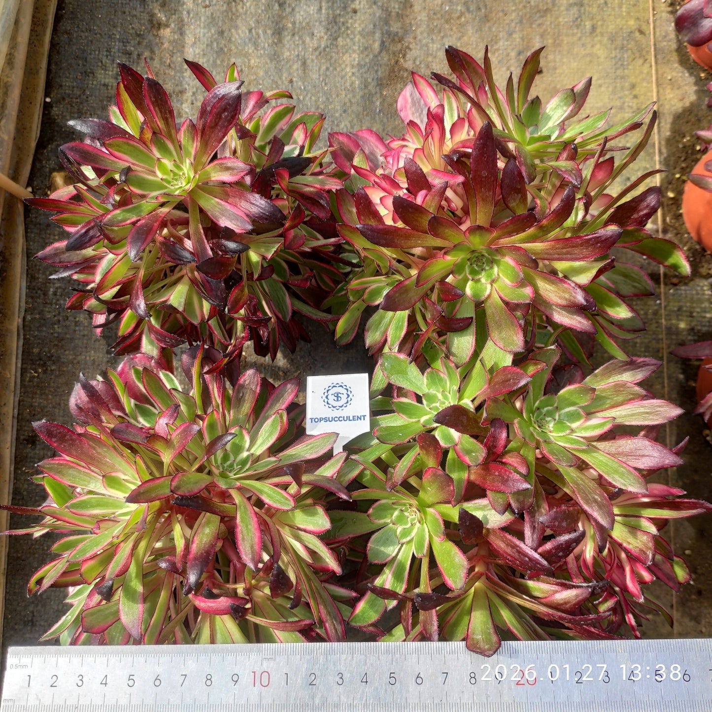 25472 アエオニウム コッパーポット