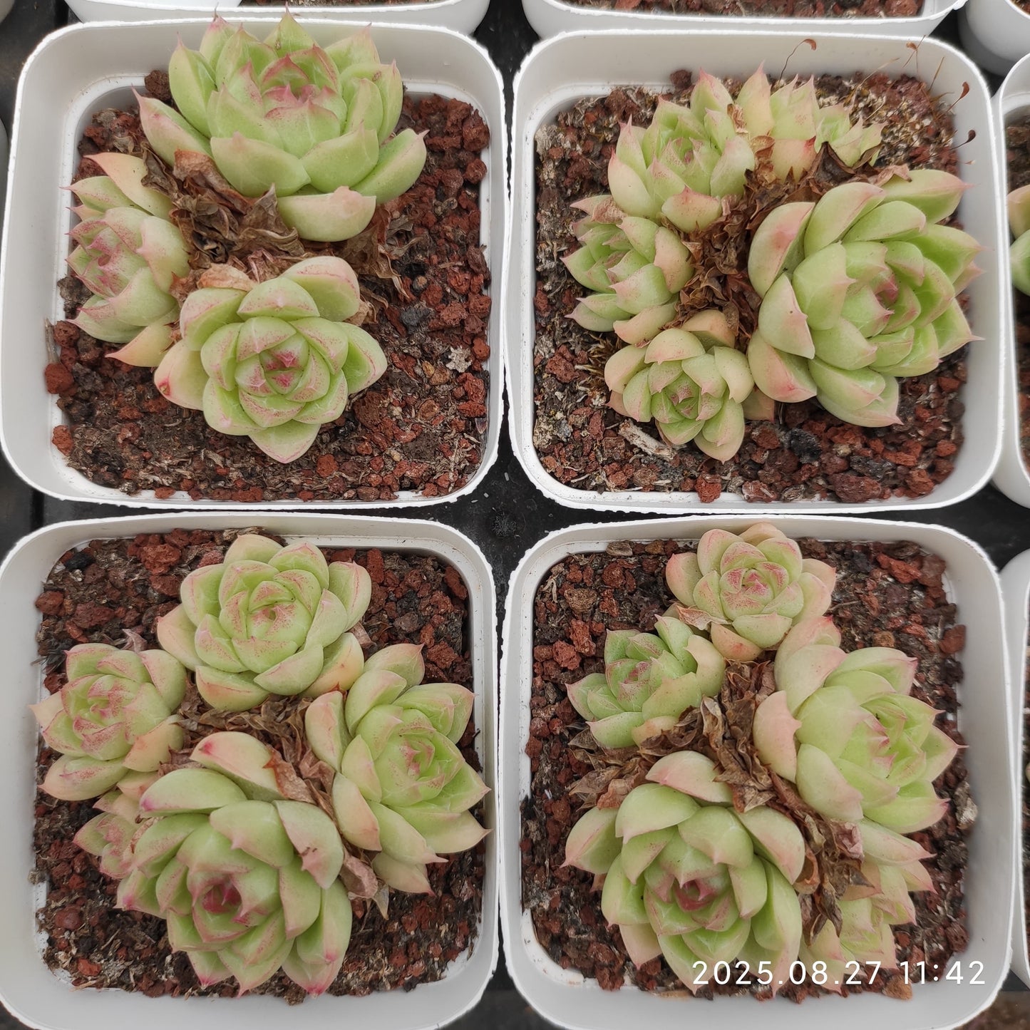 XQ800 クイーン(7cm pot)