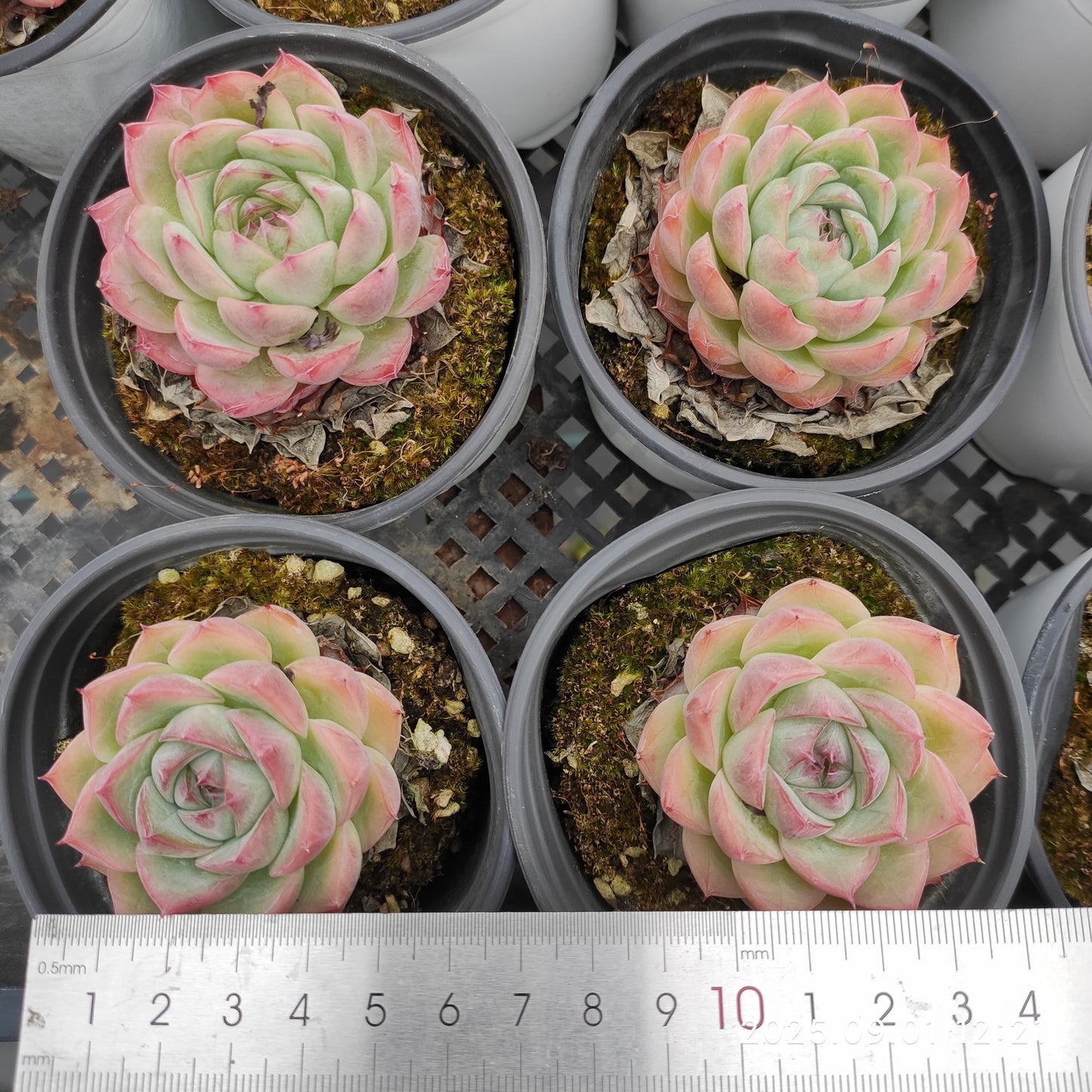 QN707 ピンククリスタルローズ(9cm pot)