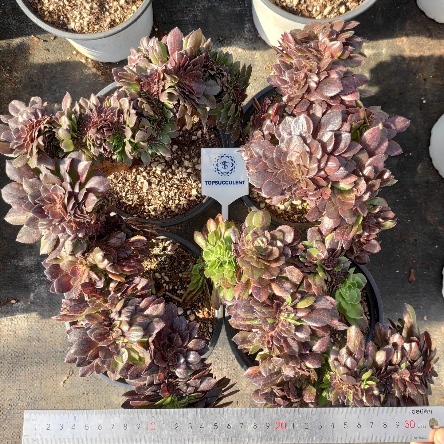 22317 ムーン ナイト 綴化