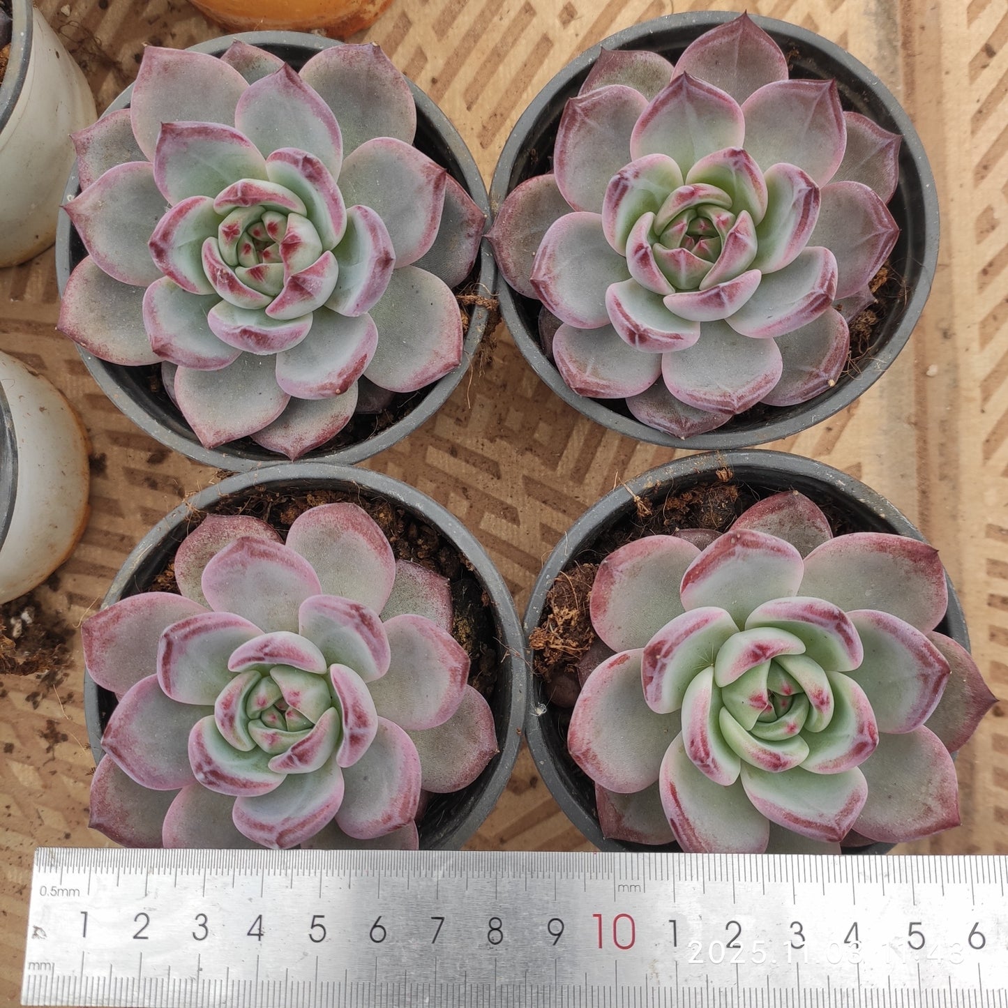 22331 プレート(9cm pot)