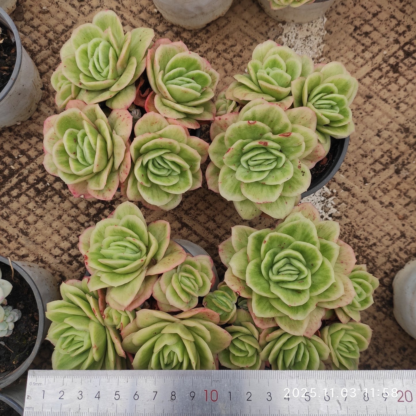 20195 アイスローズ錦(9cm pot)