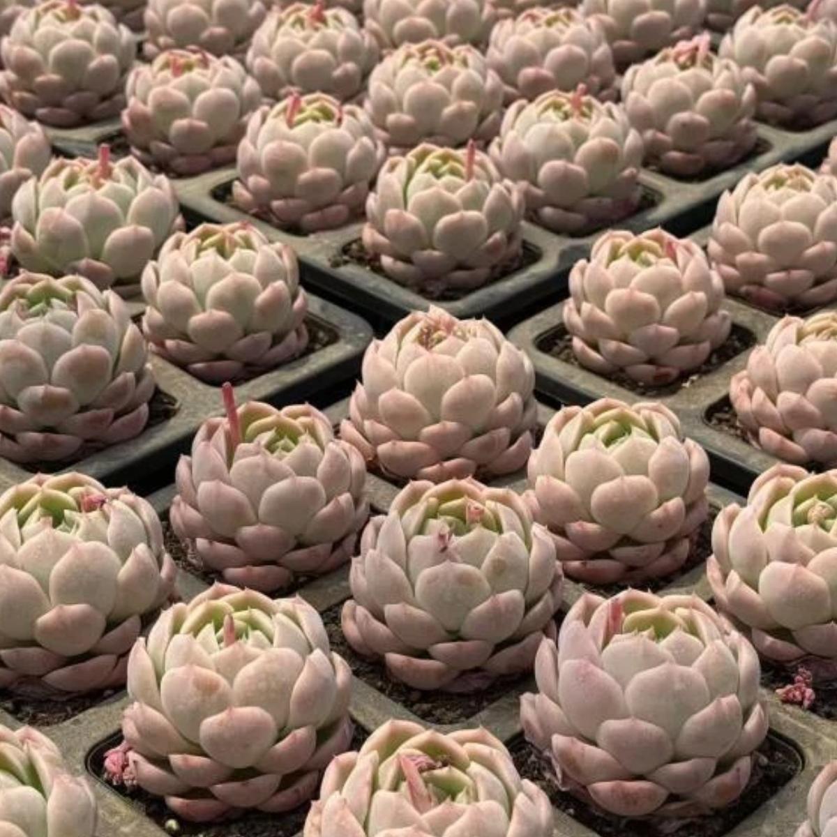 22626 ウィチクラーフト(5cm pot)