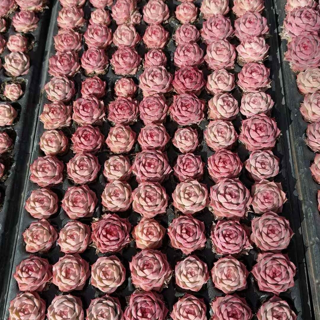 25213 ブラッシュ リージェント