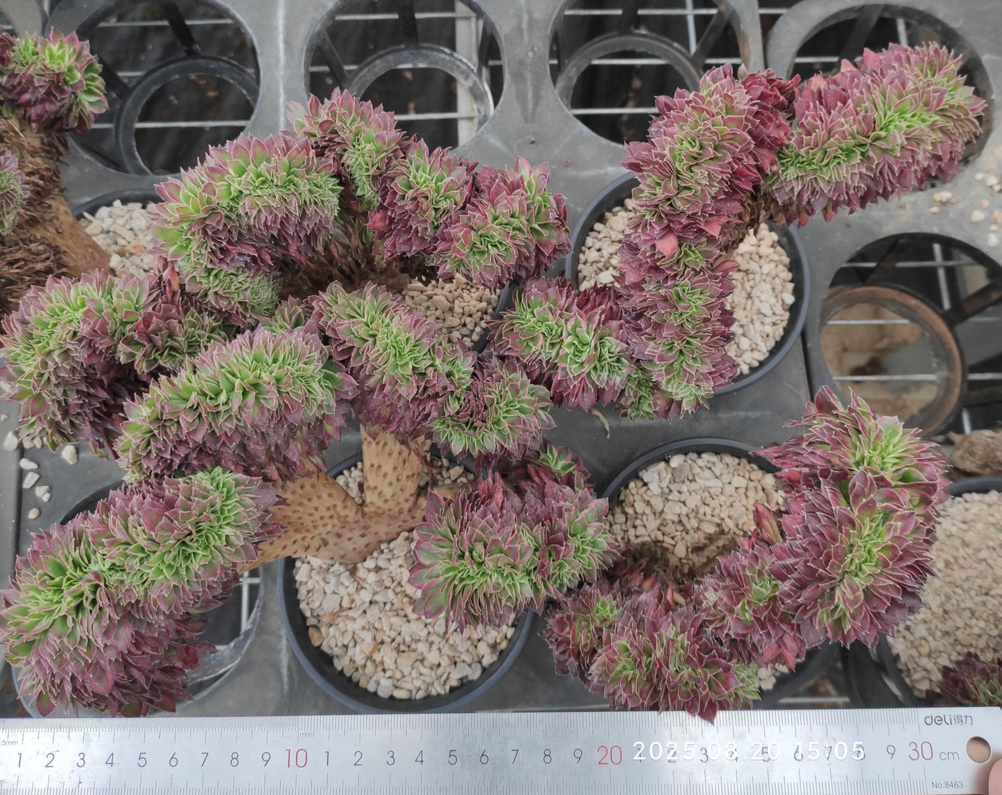 ON741 スカイ ティーム 綴化(18cm pot)