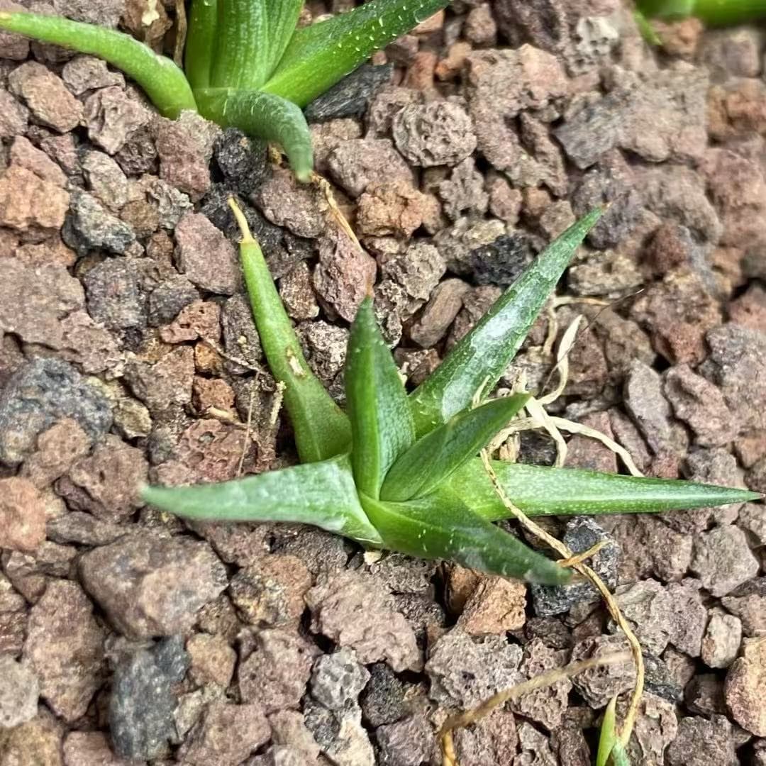 MH317 アガベ アルボピローサ(5cm pot)