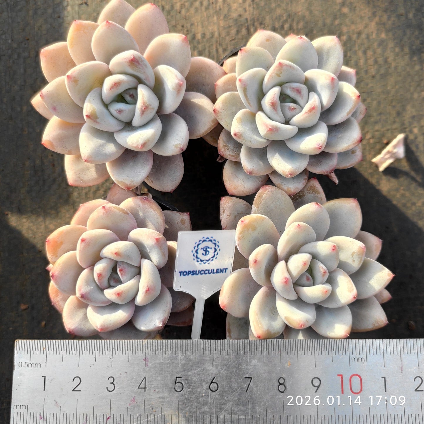 20066 スパーク スノー