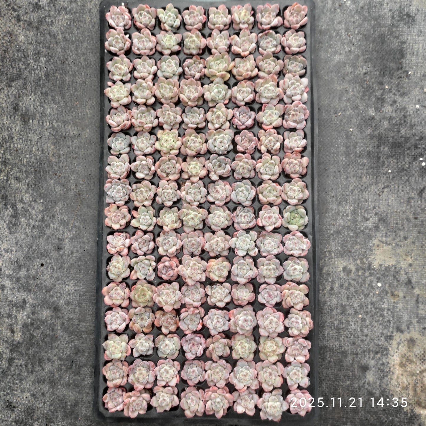 20658 ジェイドバタフライ(玉蝶)Hyb(3cm pot)(ポット苗)