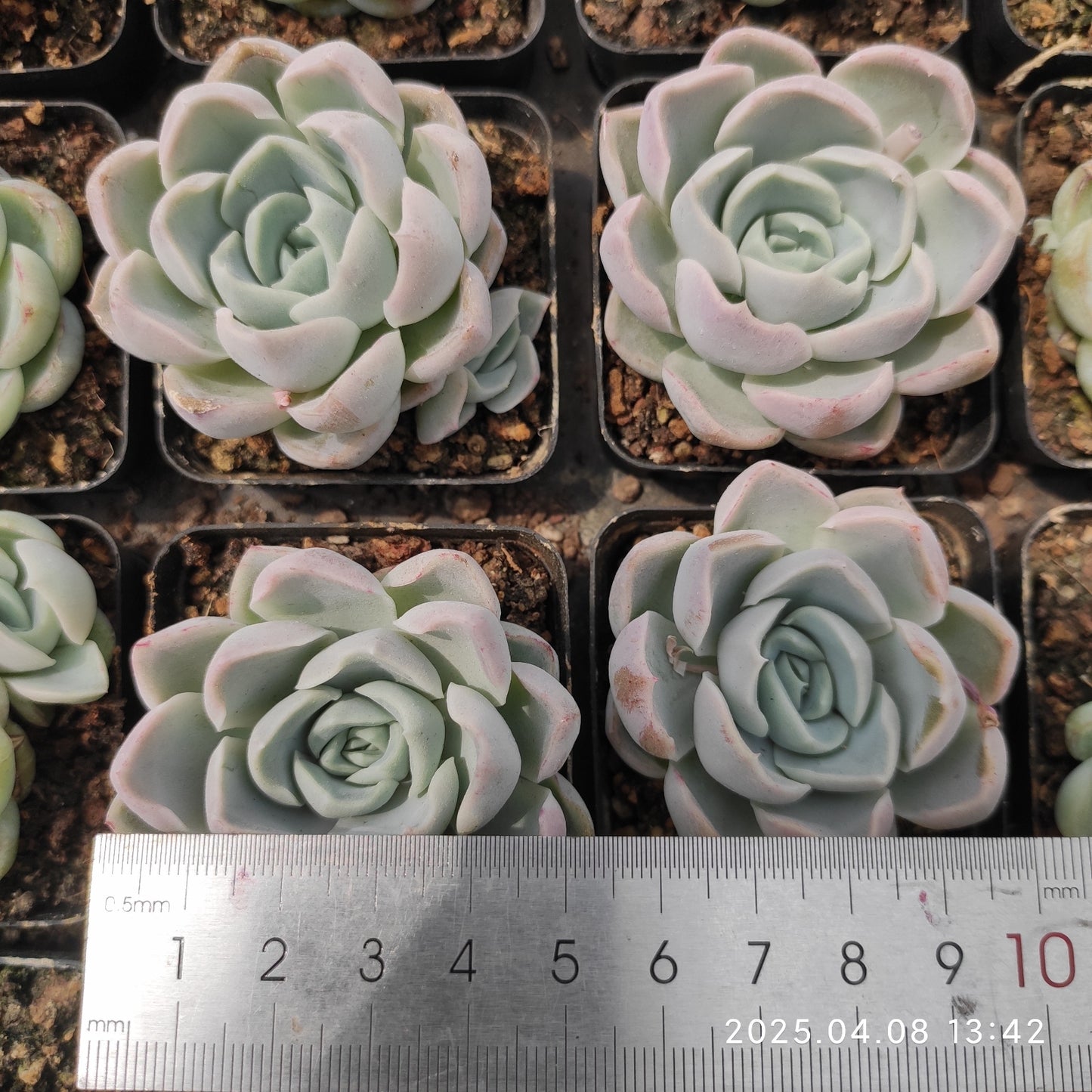 WWA364 ファット タイガー Hyb(50cm pot)