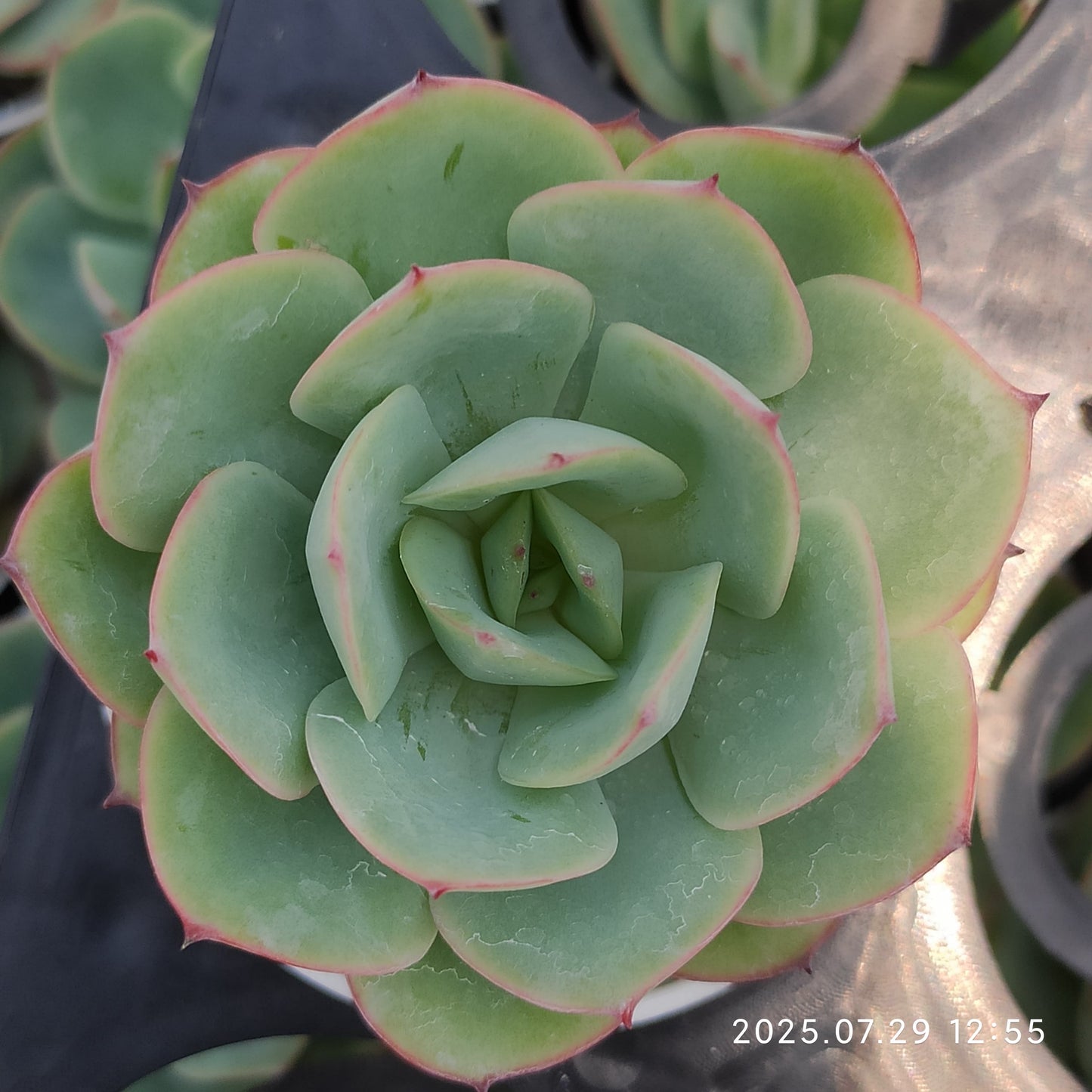 ZZA230 モダンジェオン(5.5cm pot)