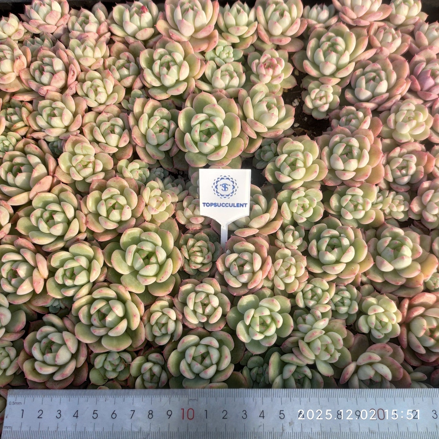 23043 エリーエルHyb(ポット苗)