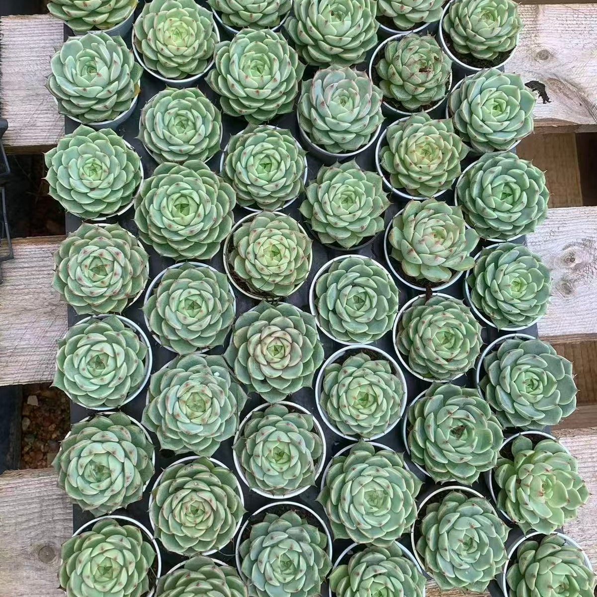 LB021 ベンバディス(5cm pot)