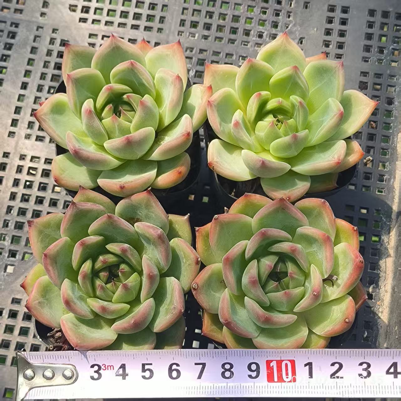 GR340 ブルードラゴン Hyb(6.5cm pot)