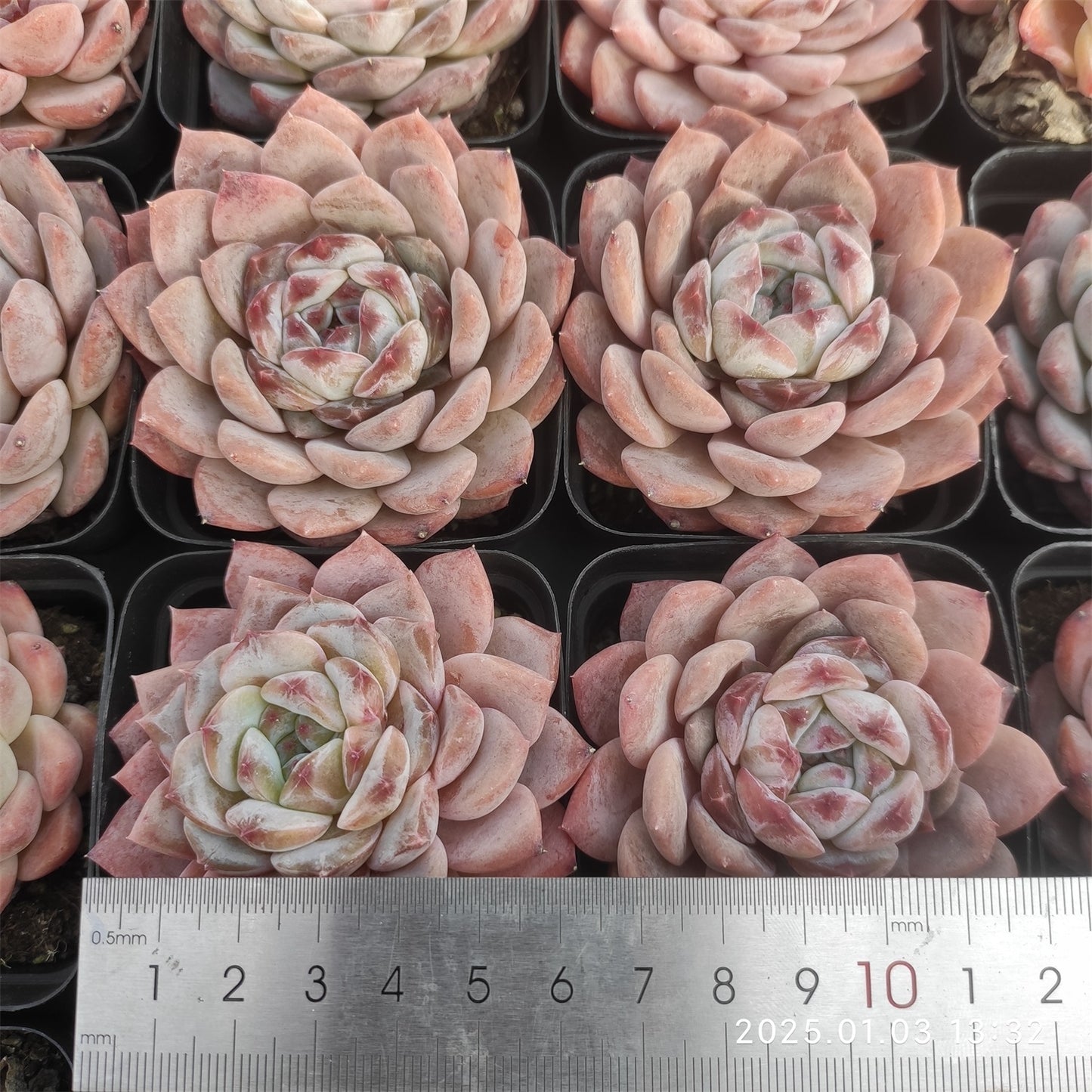 MMT804 シュガークリスタル (7cm pot)