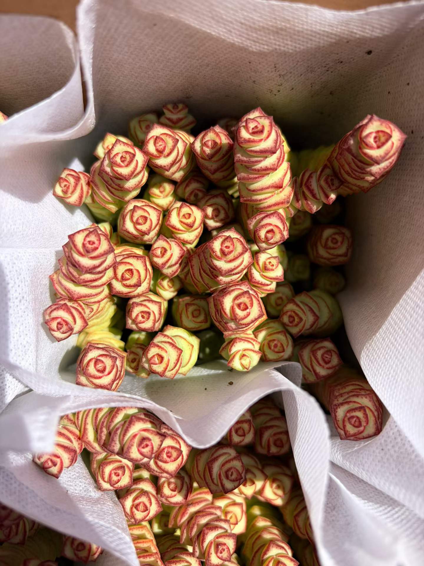 22934 パーフォーラッター