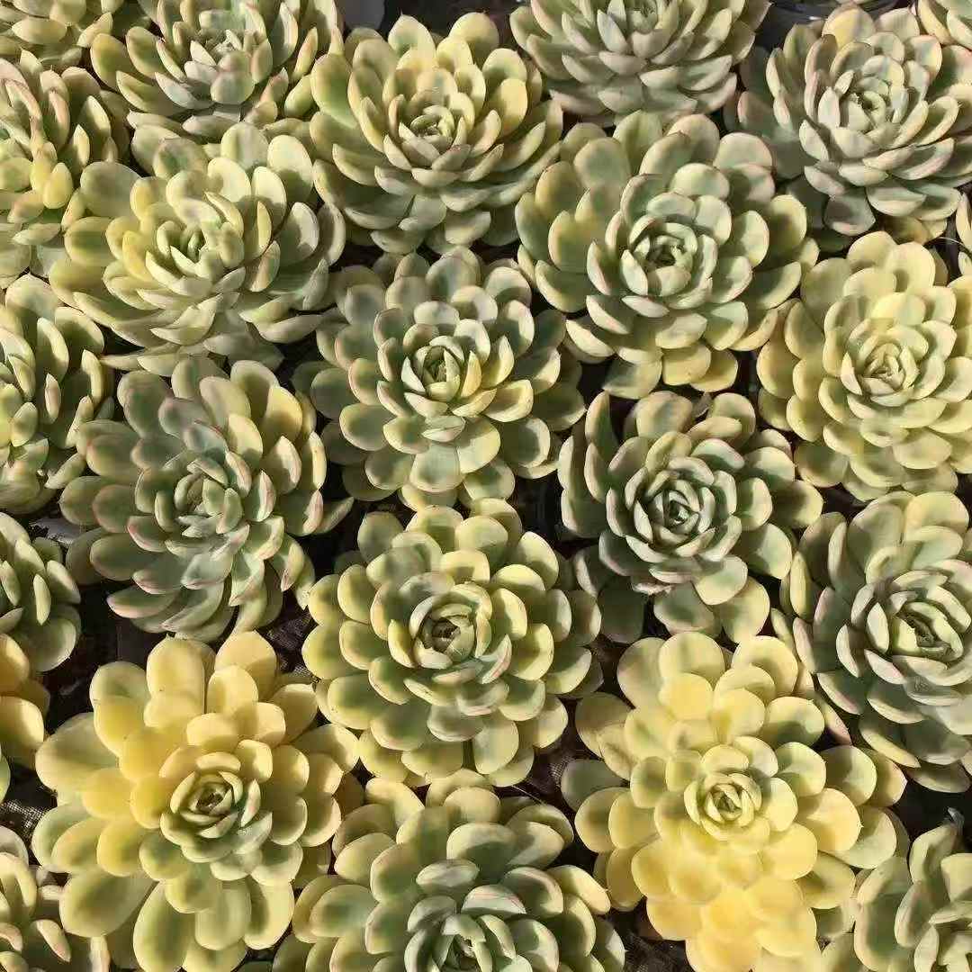 265347 ストロベリー アイス錦