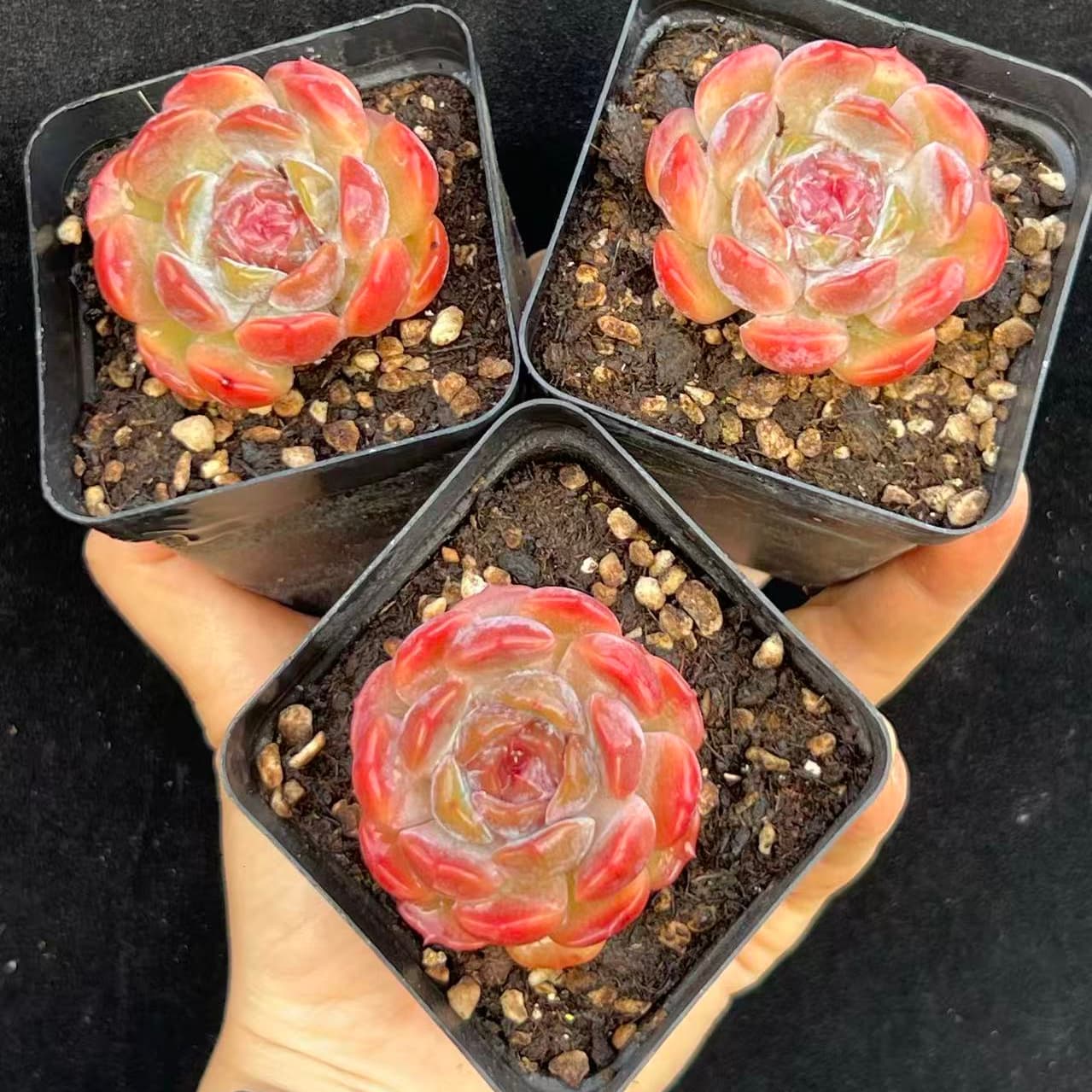 BL2038 ドードー(7cm pot)