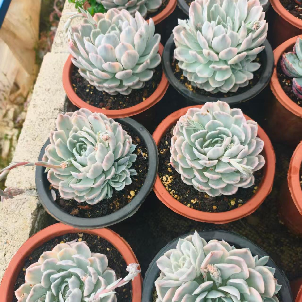 24983 スノーボール 錦