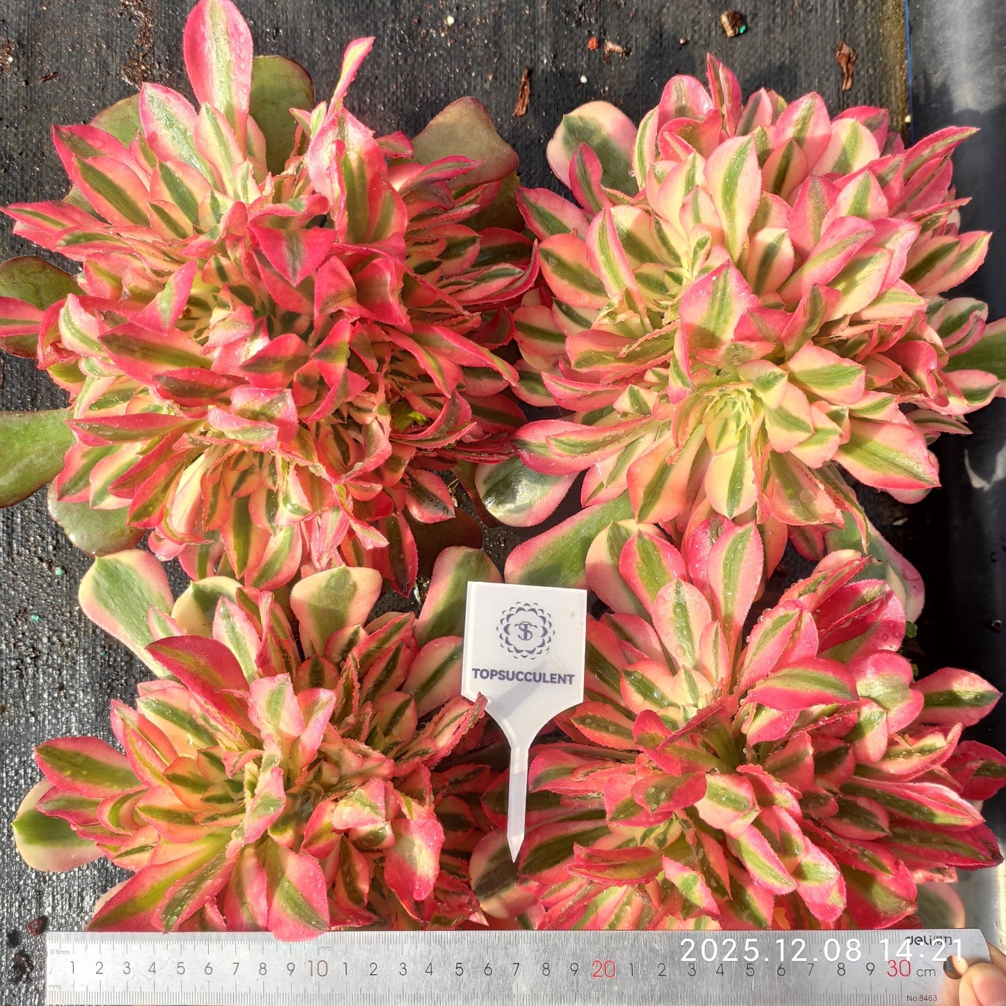 23282 アエオニウム ウィッチ(17cm pot)