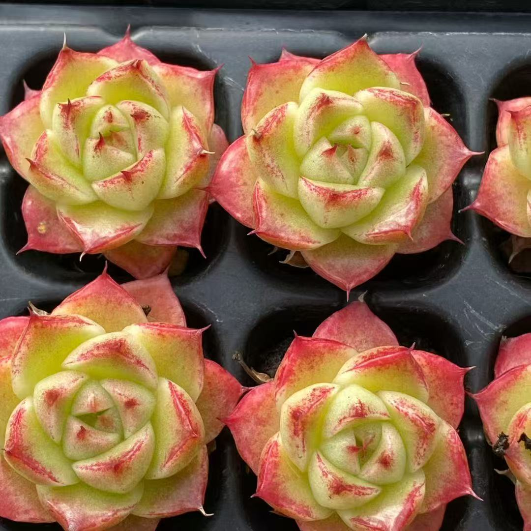 23507 ムーンライト ジェニーHyb(3cm pot)