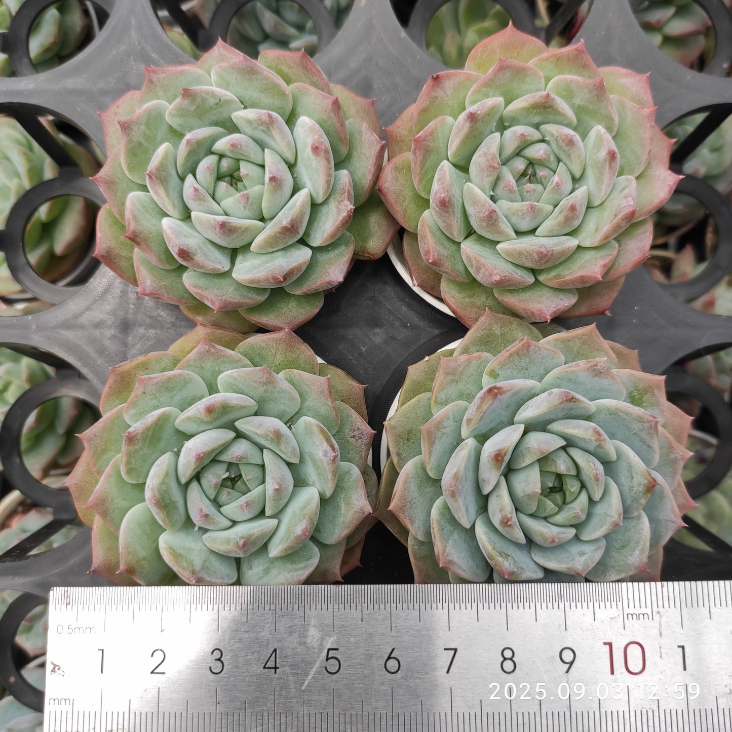 ZZA134 ピュアラブ(5.5cm pot)
