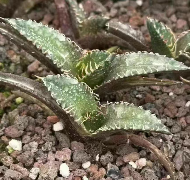 50227 アガベ チタノタ レッドキャットウィーゼル(赤猫)