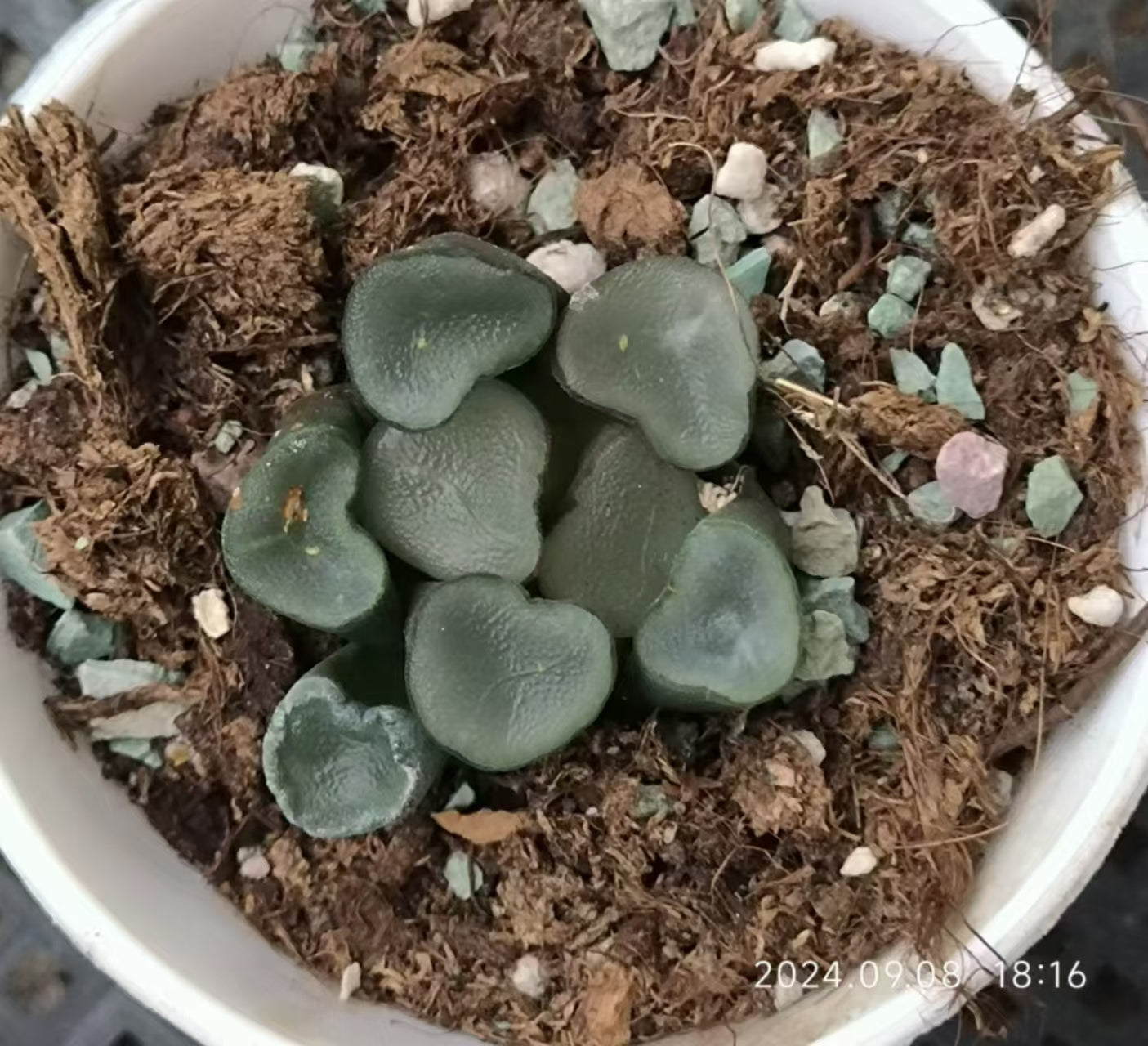 13228 ハオルチア ゴースト