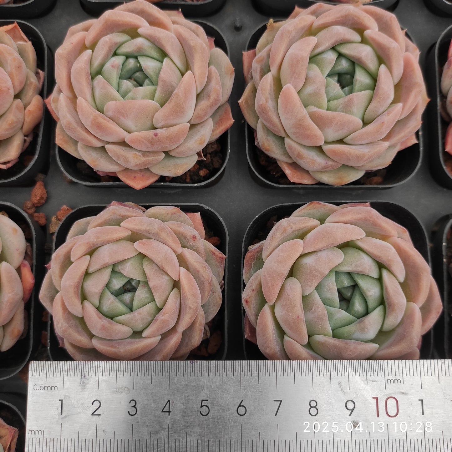 LMM324 ピュアラブ(6.5cm pot)